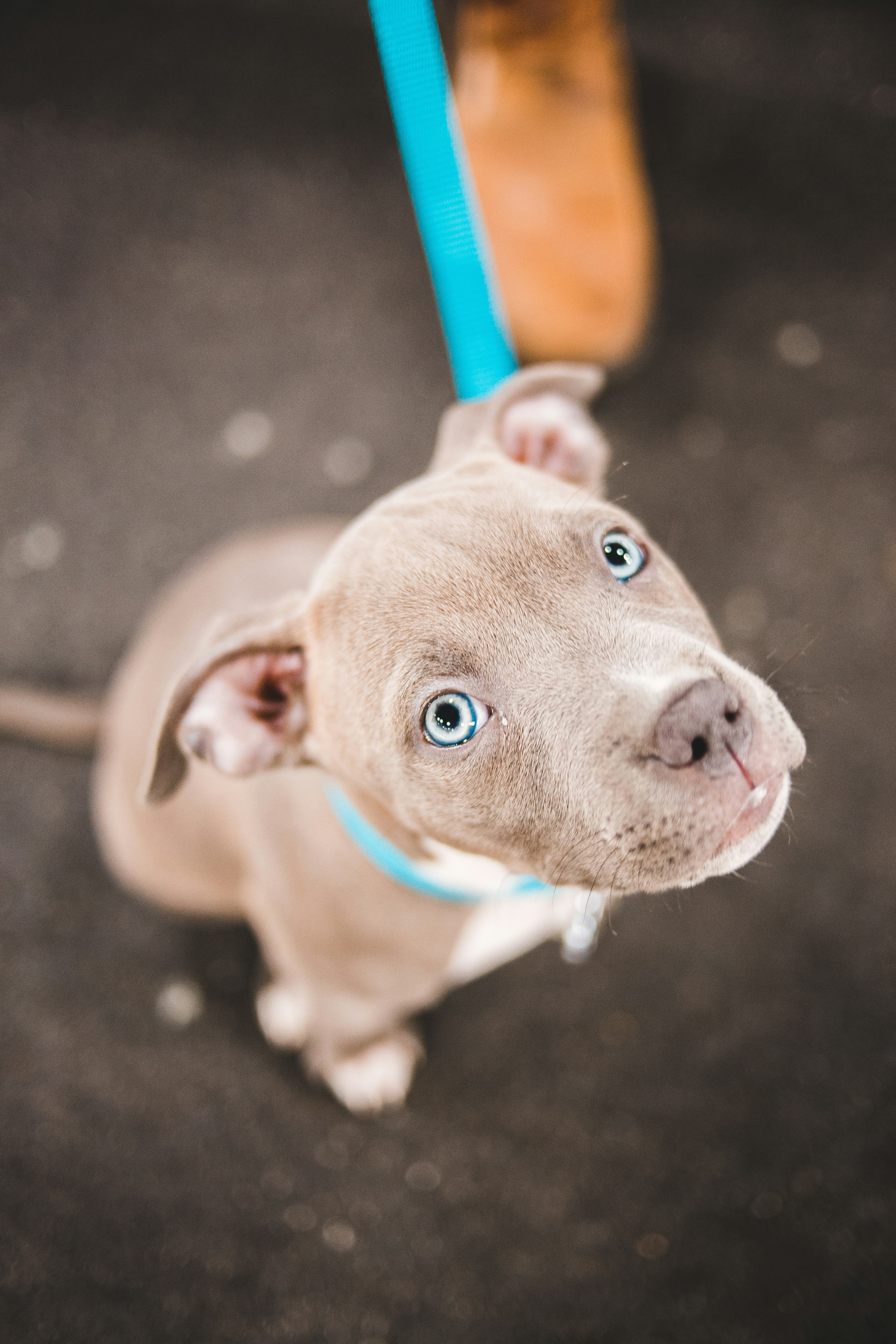 brown and white american pitbull terrier puppy